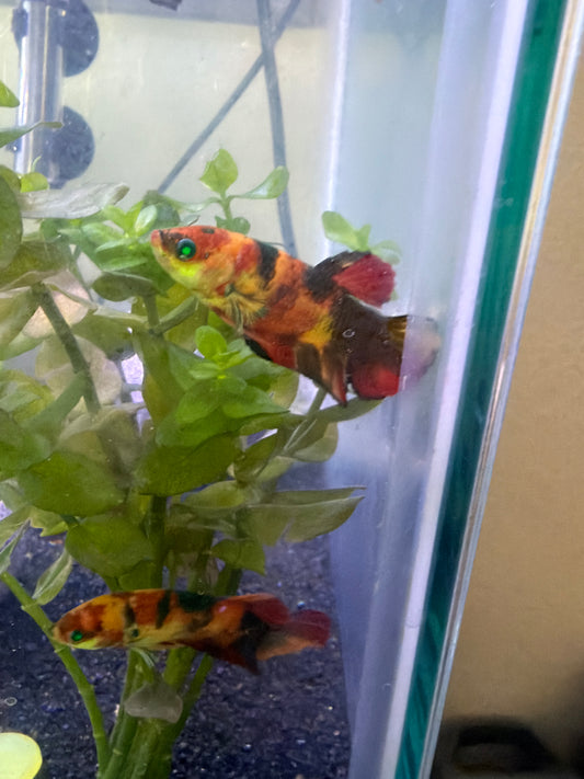 Galaxy Female Bettas — Black Blue & Black Green Galaxy Mix