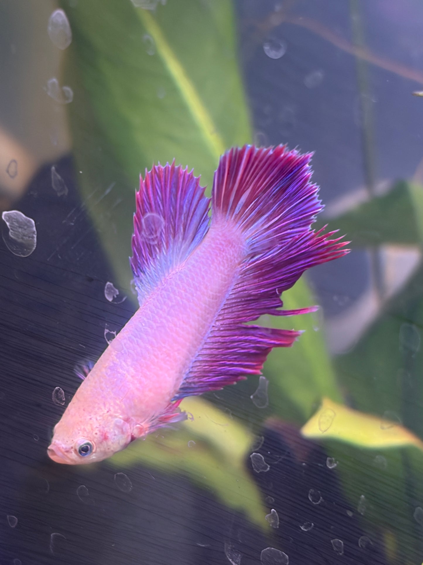 Purple Halfmoon Female Betta — Collector Grade
