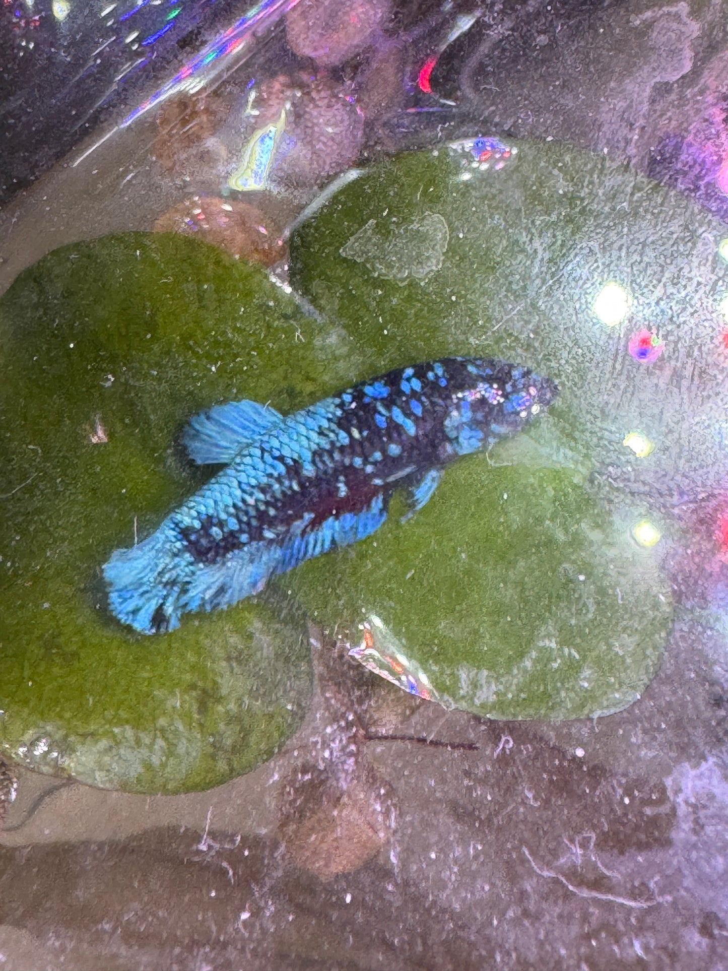 Black Blue Galaxy Female Betta Fish