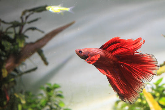 How to Keep Your Fish Tank Clean and Healthy