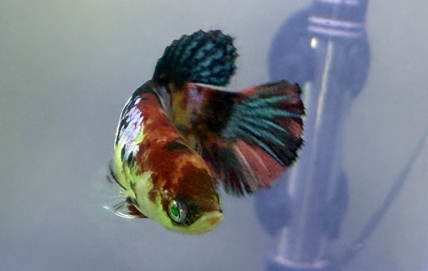 Galaxy Female Bettas — Black Blue & Black Green Galaxy Mix