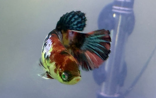 Galaxy Female Bettas — Black Blue & Black Green Galaxy Mix