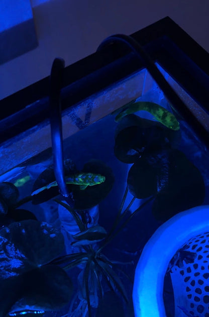 Galaxy Female Bettas — Black Blue & Black Green Galaxy Mix