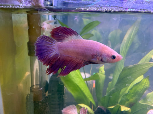 Purple Halfmoon Female Betta — Collector Grade