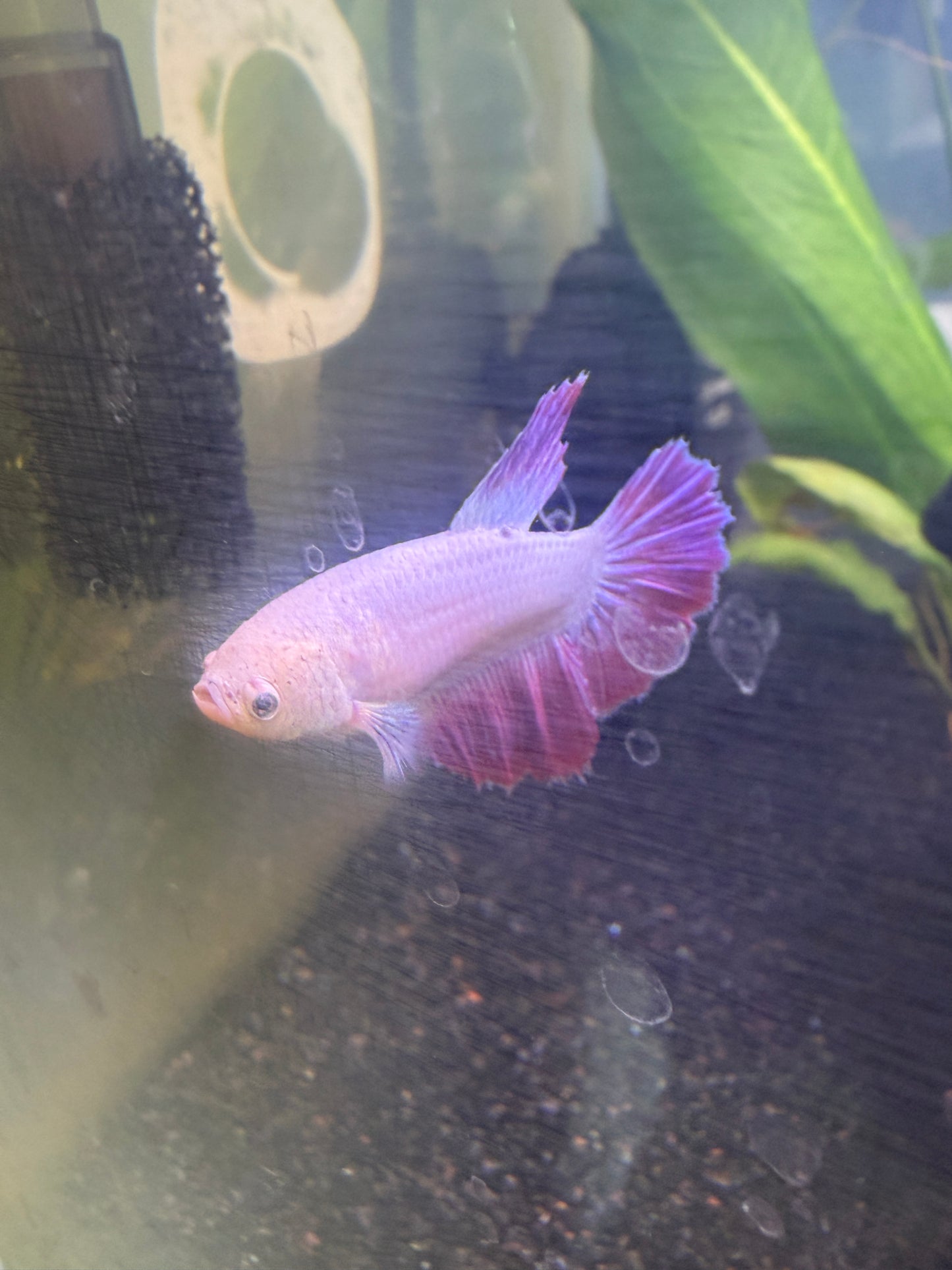 Purple Halfmoon Female Betta — Collector Grade