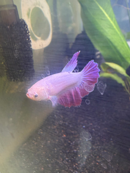 Purple Halfmoon Female Betta — Collector Grade
