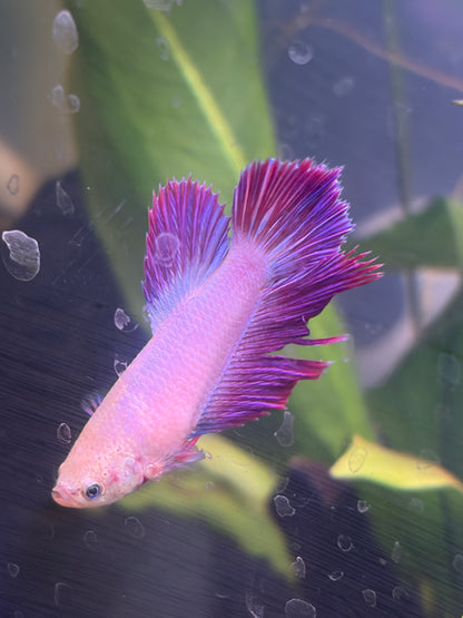 Purple Halfmoon Female Betta — Collector Grade