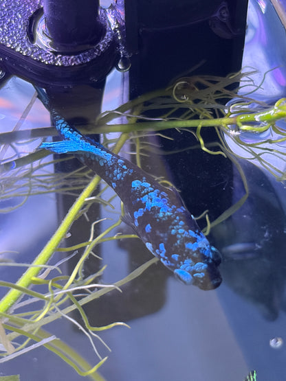 Black Blue Galaxy Female Betta Fish