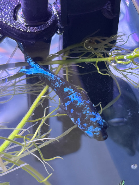 Black Blue Galaxy Female Betta Fish