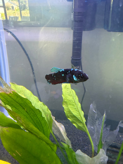 Black Blue Galaxy Female Betta Fish
