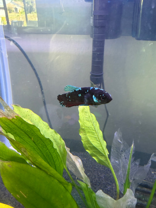 Black Blue Galaxy Female Betta Fish